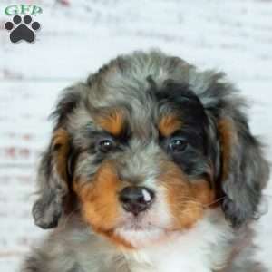 Benson, Bernedoodle Puppy